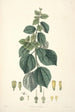 Collectanea botanica Pl29 - John Lindley — vy av konstverket