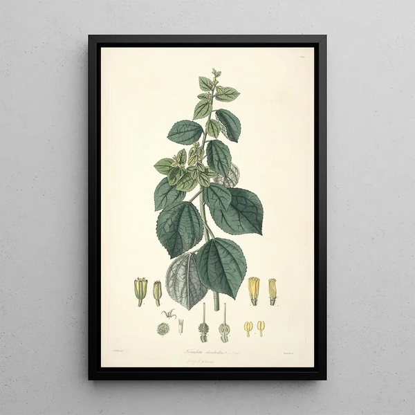 John Lindley - Collectanea botanica Pl29.webp