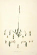 Collectanea botanica Pl30 - John Lindley — vy av konstverket