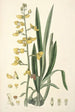 Collectanea botanica Pl31 - John Lindley — vy av konstverket