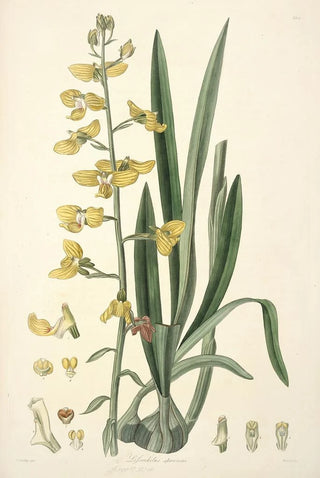 John Lindley - Collectanea botanica Pl31.webp