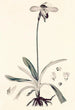 Collectanea botanica Pl32 - John Lindley — vy av konstverket