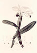 Collectanea botanica Pl33 - John Lindley — vy av konstverket