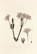 Collectanea botanica Pl34 - John Lindley — vy av konstverket