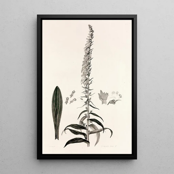 John Lindley - Collectanea botanica Pl35.webp