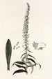 Collectanea botanica Pl35 - John Lindley — vy av konstverket