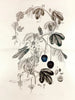 Collectanea botanica Pl. 36 - John Lindley — vy av konstverket