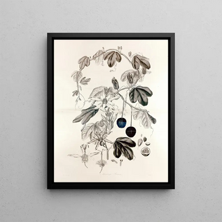John Lindley - Collectanea botanica Pl36.webp
