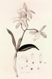 Collectanea botanica Pl37 - John Lindley — vy av konstverket