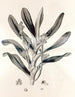 Collectanea botanica Pl. 38 - John Lindley — vy av konstverket