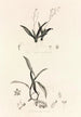 Collectanea botanica Pl39 - John Lindley — vy av konstverket