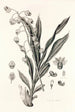 Collectanea botanica Pl40 - John Lindley — vy av konstverket