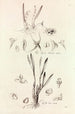 Collectanea botanica Pl41 - John Lindley — vy av konstverket