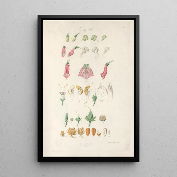 John Lindley - Digitalium monographia Pl01.webp