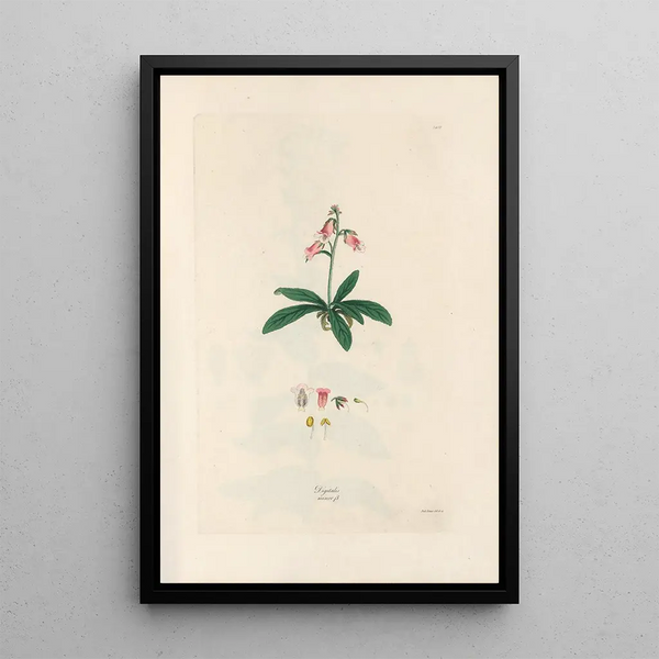 John Lindley - Digitalium monographia Pl06.webp