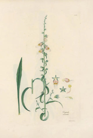 John Lindley - Digitalium monographia Pl16.webp