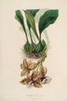 Sertum orchidaceum En krona av de vackraste orkidéblommorna Pl01 - John Lindley — vy av konstverket