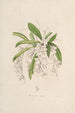 Sertum orchidaceum En krans av de vackraste orkidéblommor Pl02 - John Lindley — vy av konstverket