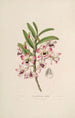 Sertum orchidaceum En krona av de vackraste orkidéblommorna Pl03 - John Lindley — vy av konstverket