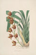 Sertum orchidaceum En krona av de vackraste orkidéblommorna Pl04 - John Lindley — vy av konstverket