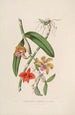 Sertum orchidaceum En krans av de vackraste orkidéblommor Pl05 - John Lindley — vy av konstverket