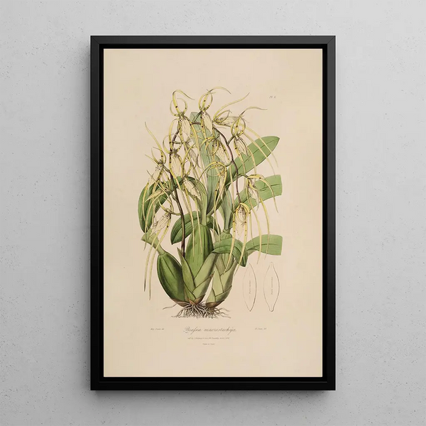 John Lindley - Sertum orchidaceum A wreath of the most beautiful orchidaceous flowers Pl06.webp