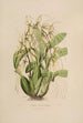 Sertum orchidaceum En krona av de vackraste orkidéblommorna Pl06 - John Lindley — vy av konstverket