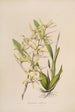 Sertum orchidaceum En krans av de vackraste orkidéblommor Pl07 - John Lindley — vy av konstverket