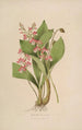 Sertum orchidaceum En krona av de vackraste orkidéblommorna Pl09 - John Lindley — vy av konstverket