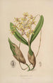 Sertum orchidaceum En krona av de vackraste orkidéblommorna Pl10 - John Lindley — vy av konstverket