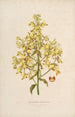 Sertum orchidaceum En krans av de vackraste orkidéblommorna Pl12 - John Lindley — vy av konstverket