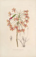 Sertum orchidaceum En krona av de vackraste orkidéblommorna Pl13 - John Lindley — vy av konstverket