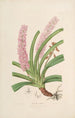 Sertum orchidaceum En krans av de vackraste orkidéblommor Pl15 - John Lindley — vy av konstverket