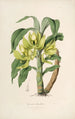 Sertum orchidaceum En krans av de vackraste orkidéblommorna Pl16 - John Lindley — vy av konstverket