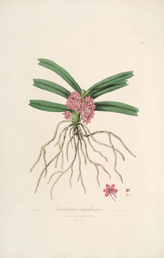 John Lindley - Sertum orchidaceum A wreath of the most beautiful orchidaceous flowers Pl17.webp