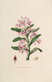 Sertum orchidaceum En krans av de vackraste orkidéblommorna Pl18 - John Lindley — vy av konstverket