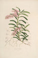 Sertum orchidaceum En krans av de vackraste orkidéblommor Pl19 - John Lindley — vy av konstverket