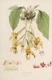Sertum orchidaceum En krans av de vackraste orkidéblommor Pl20 - John Lindley — vy av konstverket