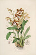 Sertum orchidaceum En krona av de vackraste orkidéblommorna Pl21 - John Lindley — vy av konstverket