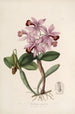 Sertum orchidaceum En krans av de vackraste orkidéblommor Pl22 - John Lindley — vy av konstverket