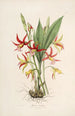 Sertum orchidaceum En krans av de vackraste orkidéblommor Pl23 - John Lindley — vy av konstverket