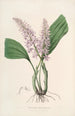 Sertum orchidaceum En krans av de vackraste orkidéblommor Pl24 - John Lindley — vy av konstverket