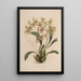 Sertum orchidaceum En krans av de vackraste orkidéblommor Pl25 - John Lindley — inramlat konstverk på väggen