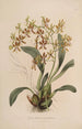 Sertum orchidaceum En krans av de vackraste orkidéblommor Pl25 - John Lindley — vy av konstverket