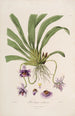 Sertum orchidaceum En krans av de vackraste orkidéblommor Pl26 - John Lindley — vy av konstverket