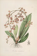 Sertum orchidaceum En krans av de vackraste orkidéblommor Pl27 - John Lindley — vy av konstverket