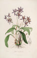 Sertum orchidaceum En krans av de vackraste orkidéblommorna Pl28 - John Lindley — vy av konstverket