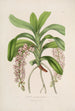 Sertum orchidaceum En krans av de vackraste orkidéblommor Pl30 - John Lindley — vy av konstverket