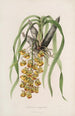 Sertum orchidaceum En krona av de vackraste orkidéblommorna Pl31 - John Lindley — vy av konstverket