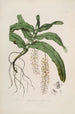 Sertum orchidaceum En krans av de vackraste orkidéblommor Pl32 - John Lindley — vy av konstverket